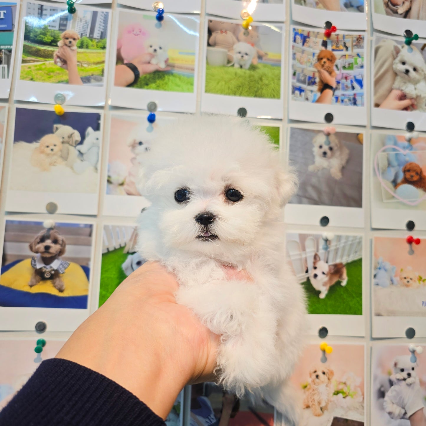 Mini Bichon Frise for sale-Youngsuk
