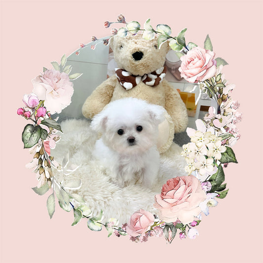 Mini Bichon - WINTER (Singapore shipping fee included)