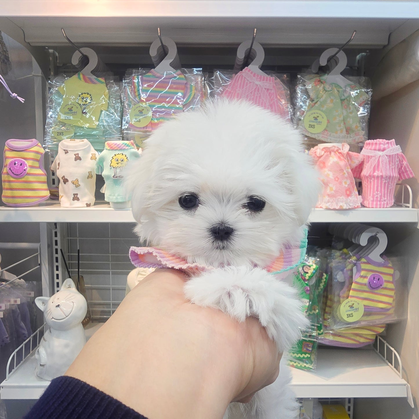 Mini Maltese for sale - sunja