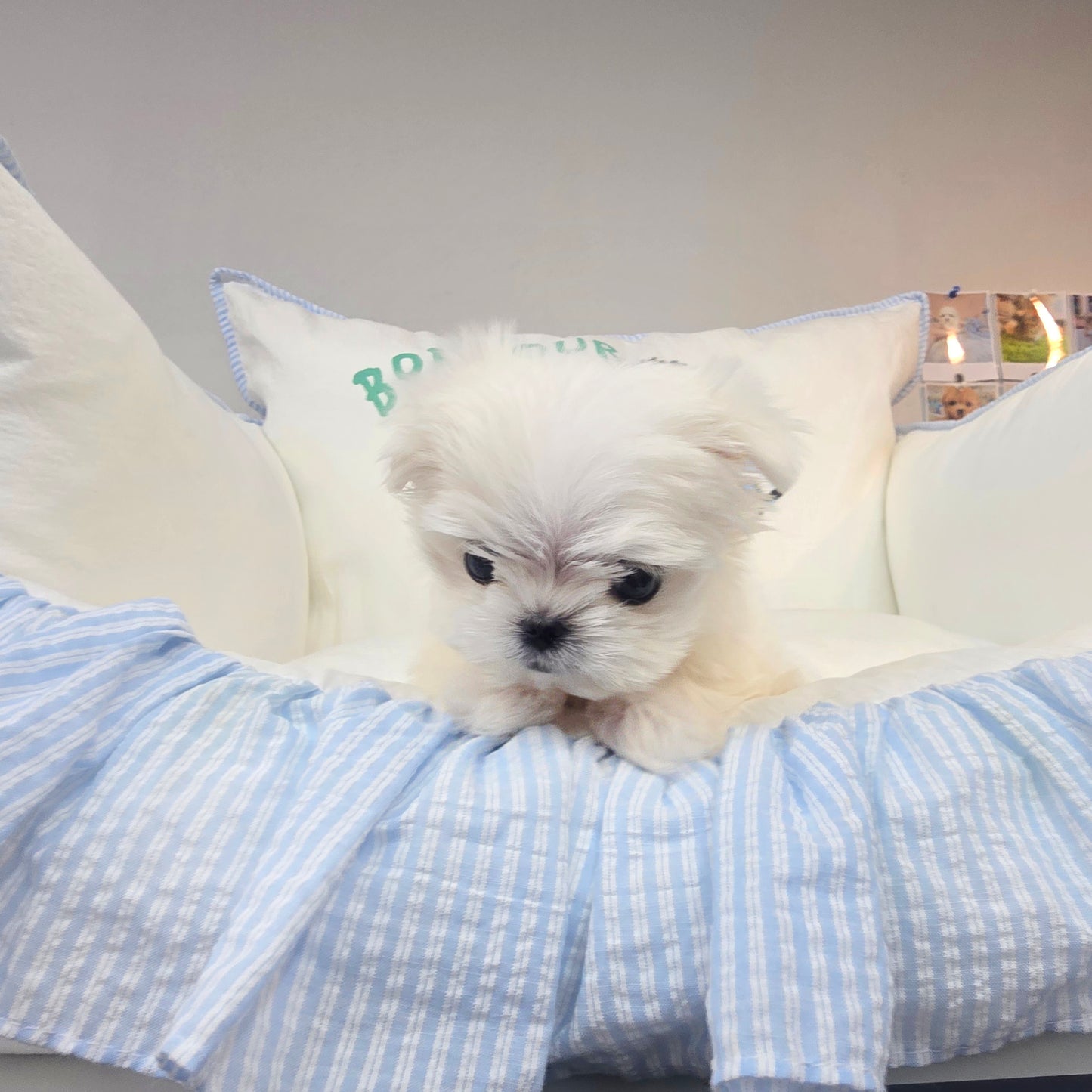 Mini Maltese-kyungsu (Singapore shipping fee included)