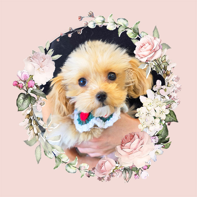Mini Maltipoo- Hussey(Singapore shipping fee included)