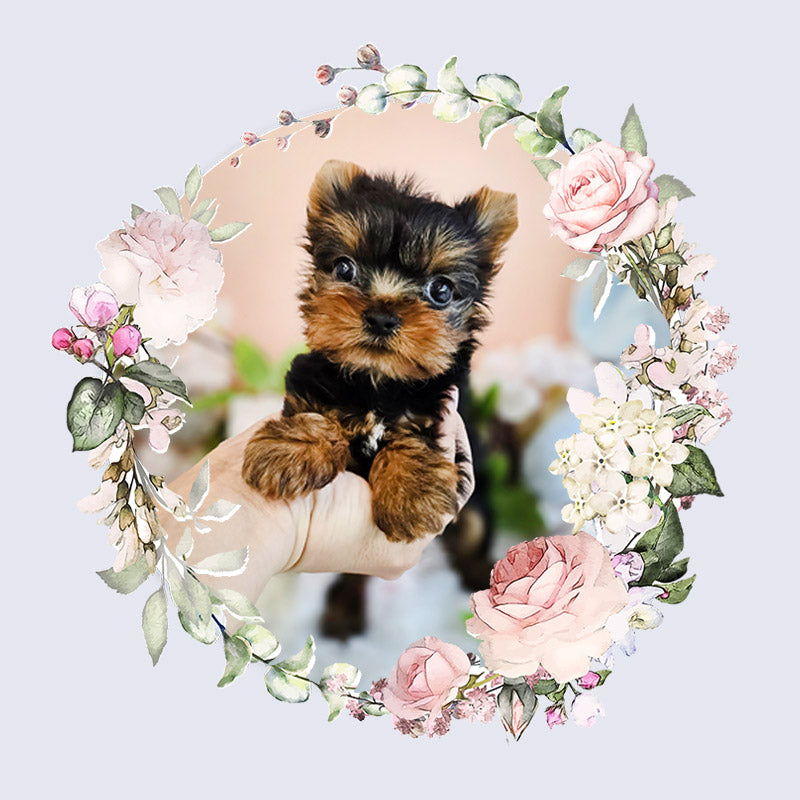 Yorkshire Terrier for sale-Terry