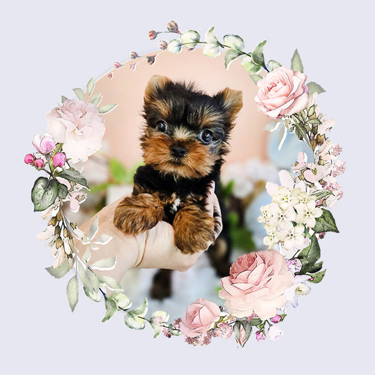 Yorkshire Terrier-Terry (Singapore shipping fee included)