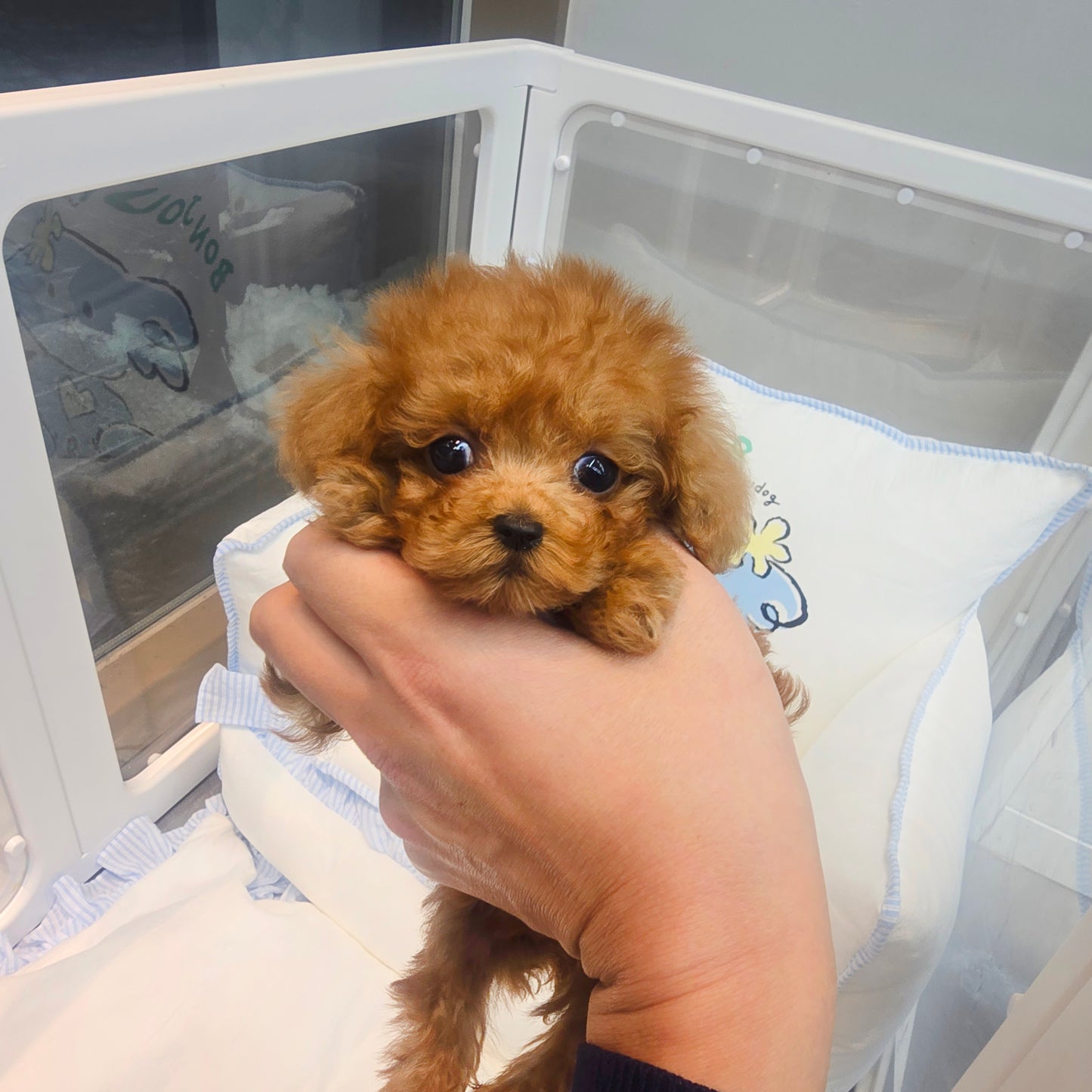 poodle for sale-Gamja