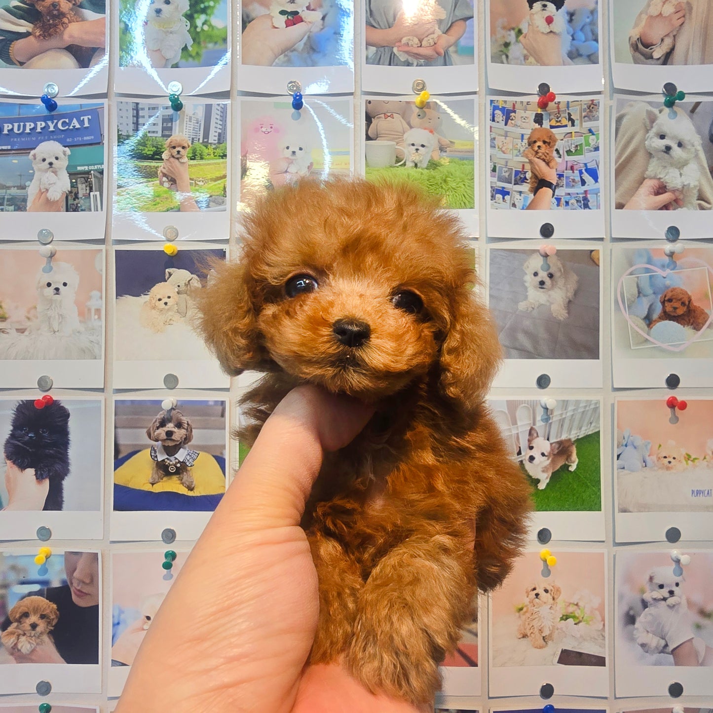 poodle for sale-Gamja