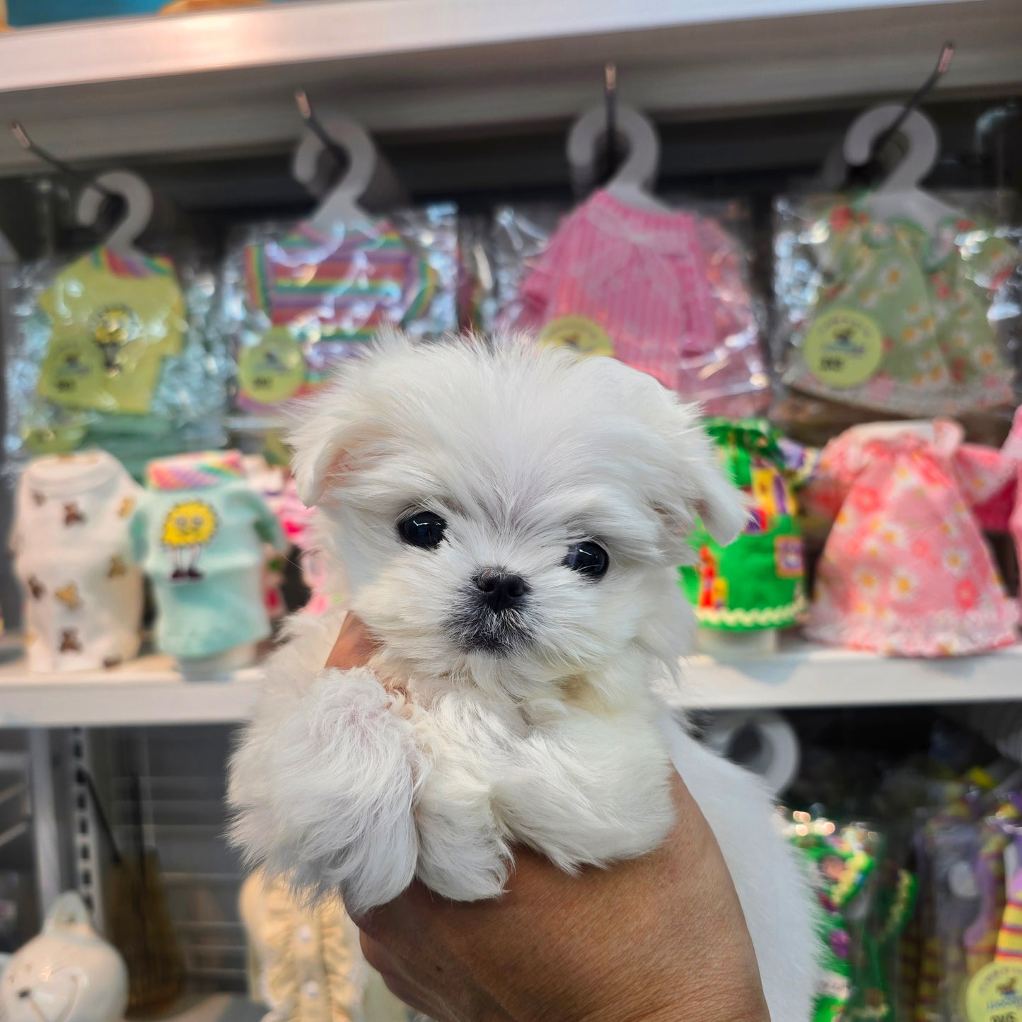 Mini Maltese for sale - kyungsu