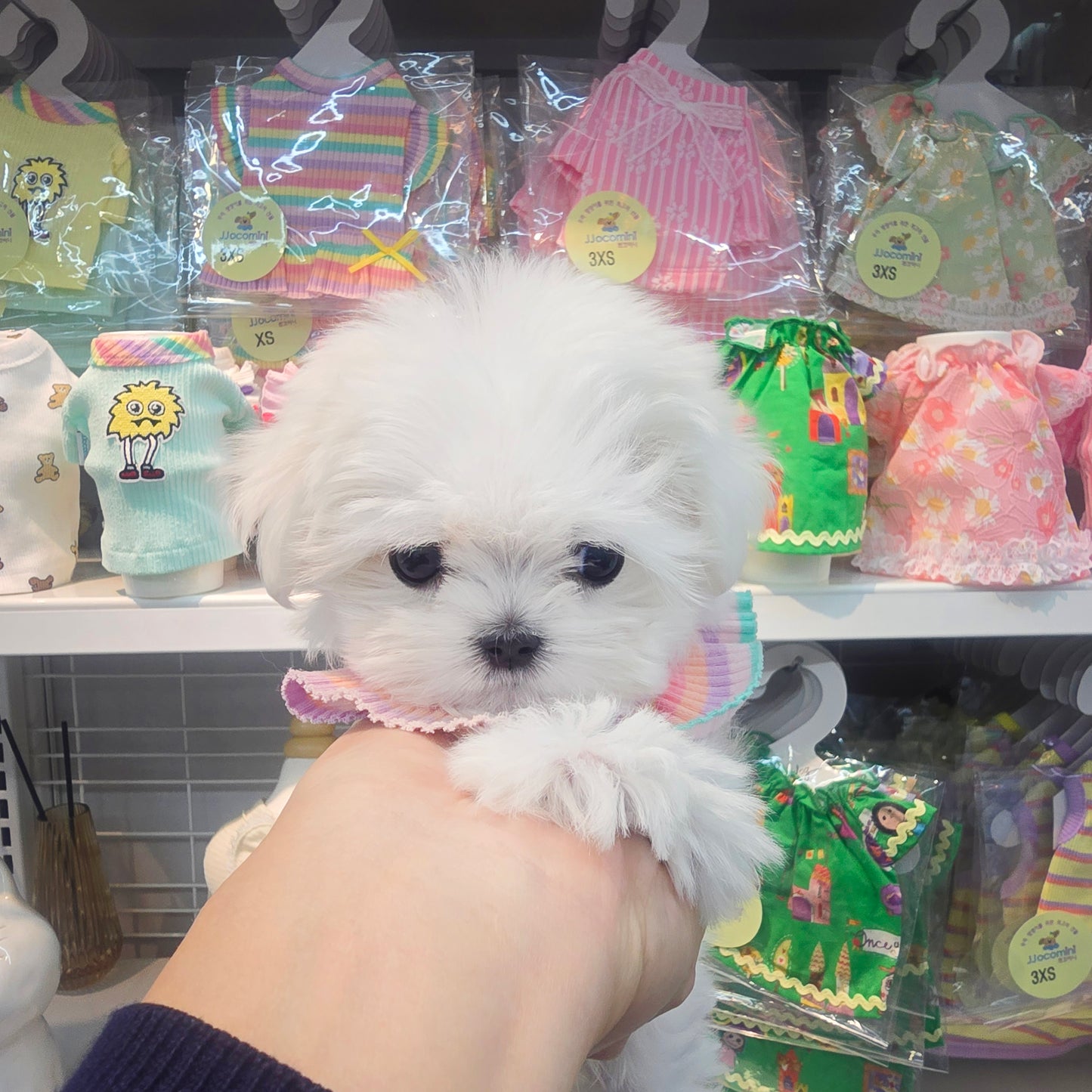 Mini Maltese for sale - sunja