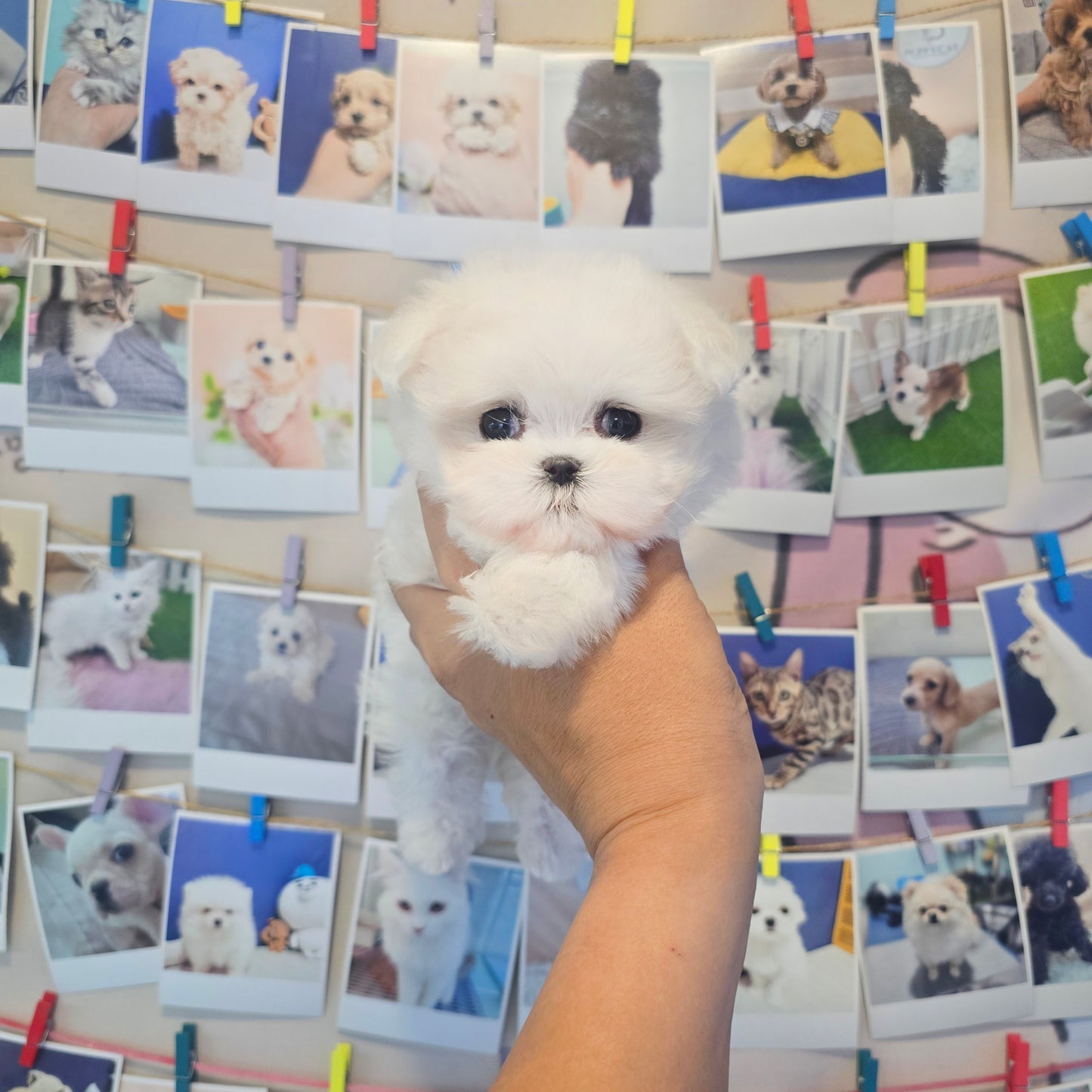 Mini Maltese for sale - Rooney