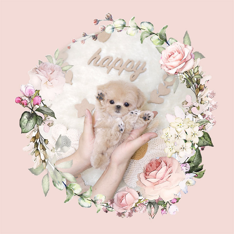 Mini Maltipoo- Carrie (Singapore shipping fee included)