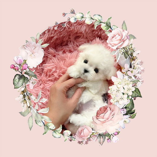 Mini Bichon - HOBBANG (Singapore shipping fee included)