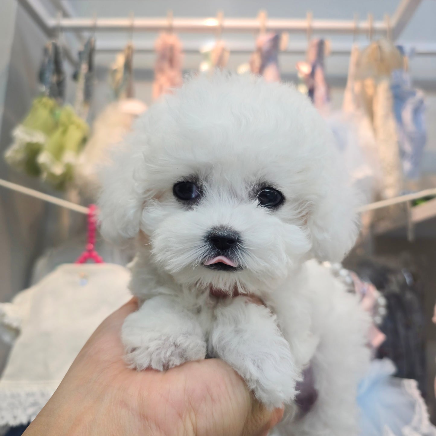Bichon Frise- Sangchul (Singapore shipping fee included)
