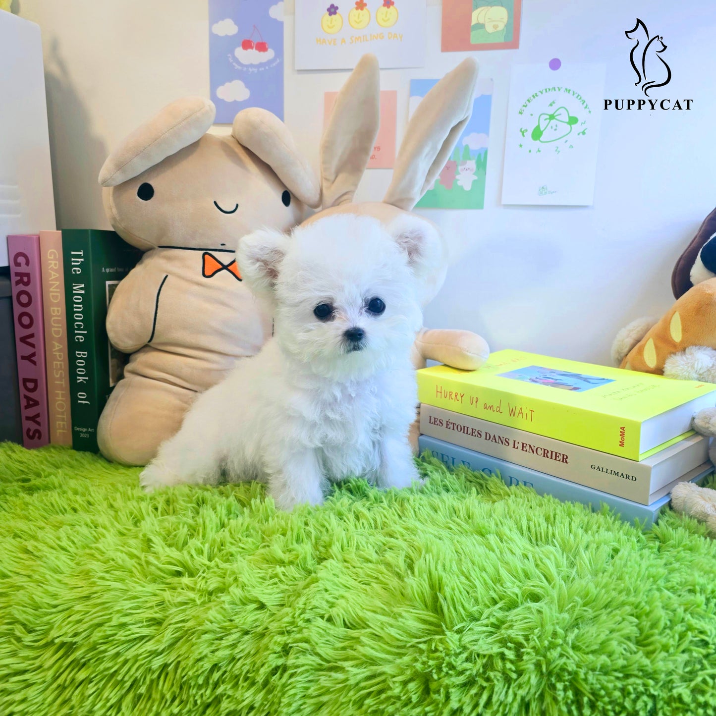 Mini Bichon Frise for sale-Tory