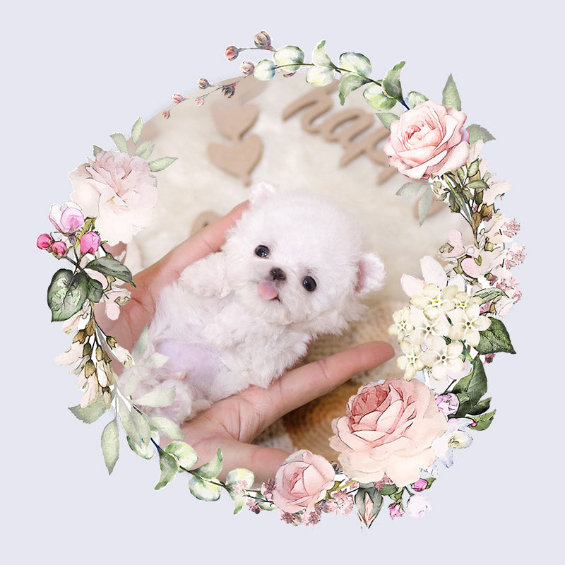 Mini Bichon Frise-Kitsch (Singapore shipping fee included)