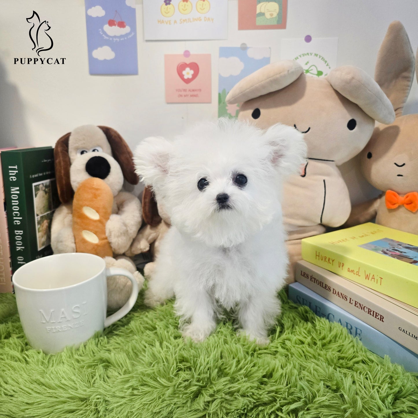 Mini Bichon Frise for sale-Tory