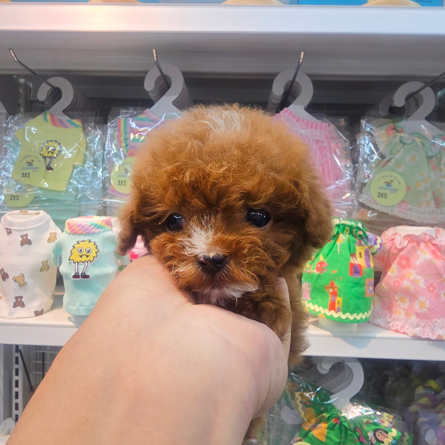 Mini Maltipoo for sale-Kwangsu