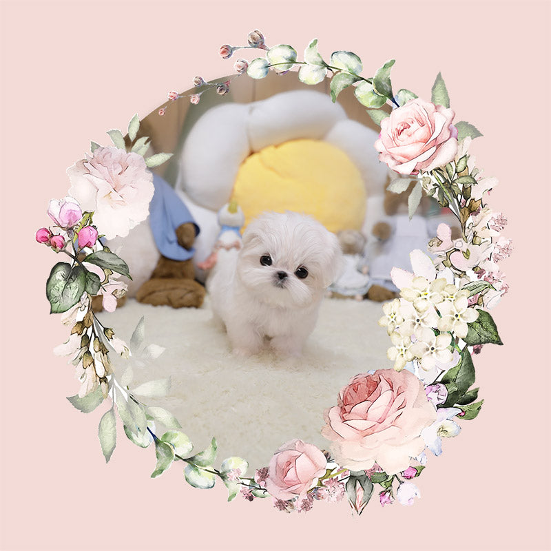 Mini Maltese for sale - Ella