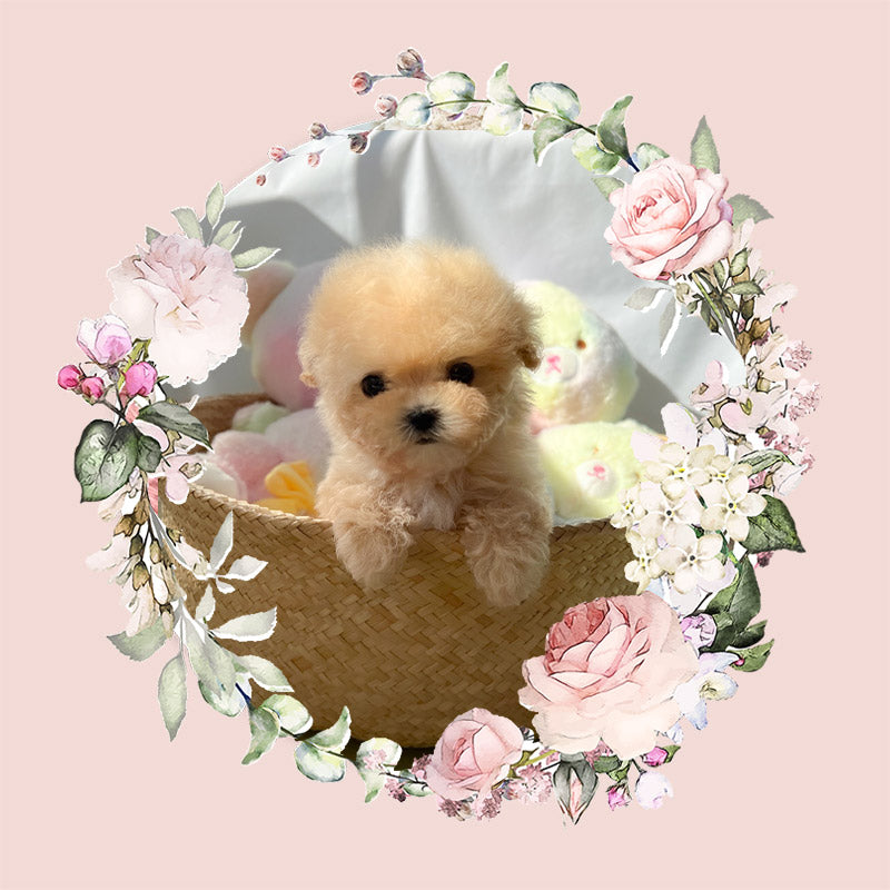 Mini Maltipoo- JB (Singapore shipping fee included)