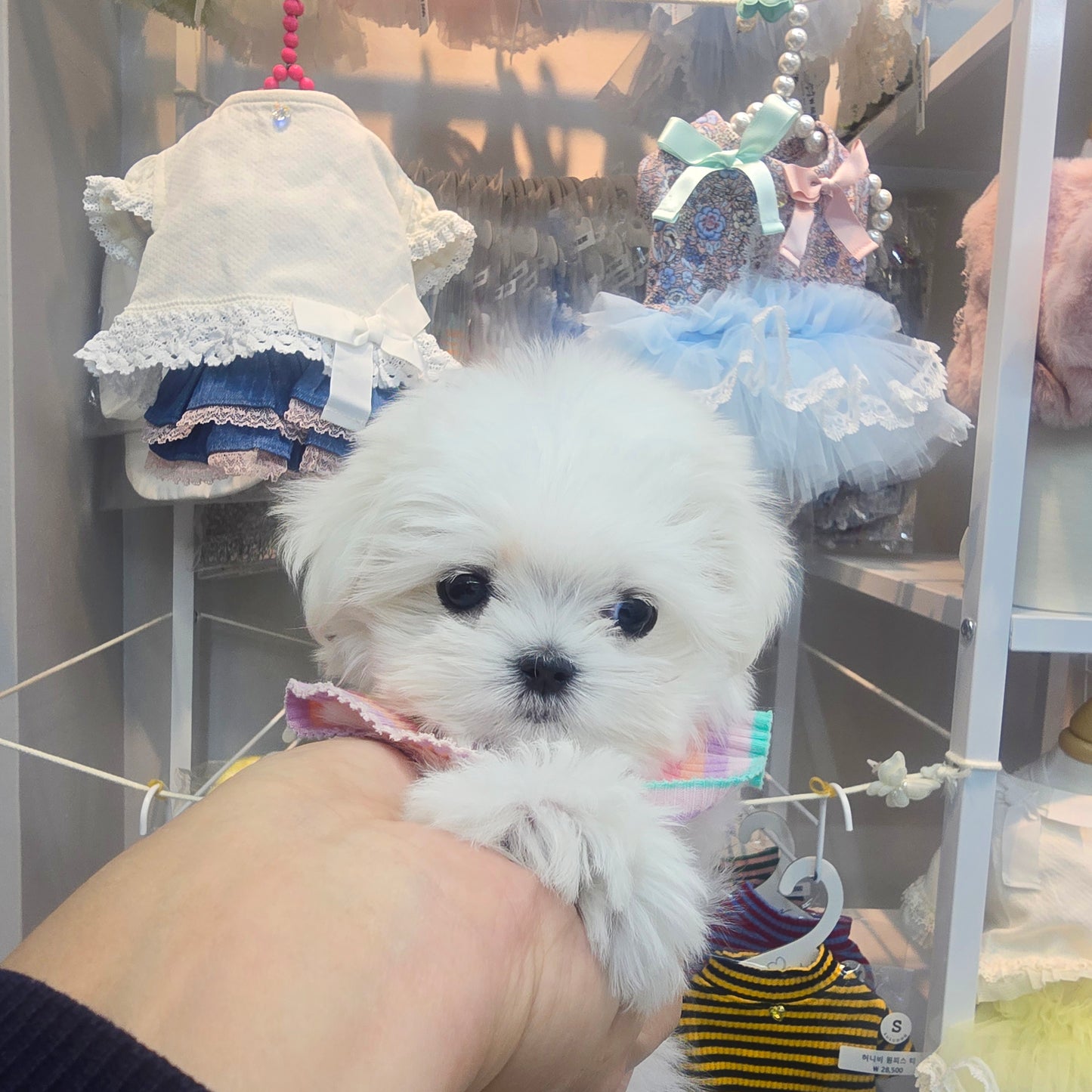 Mini Maltese-sunja (Singapore shipping fee included)