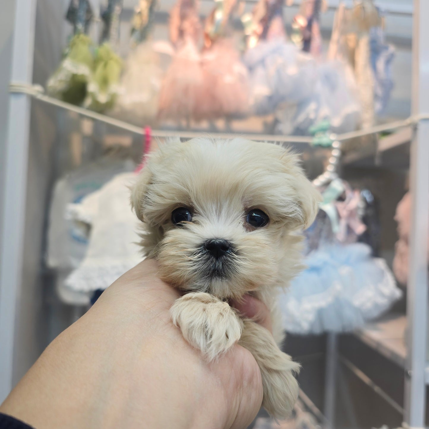 Mini Maltipoo for sale-Jeulme