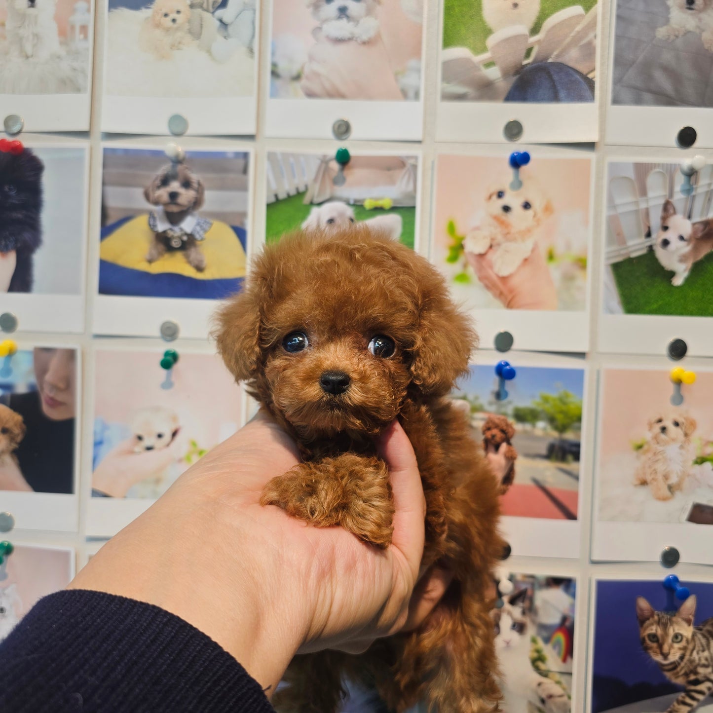 Toy poodle for sale-Michael